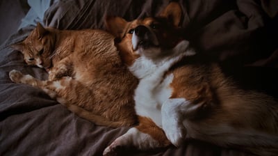 Orange cat snuggling with corgi dog