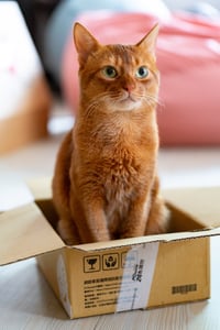 Orange cat sitting in a cardboard box