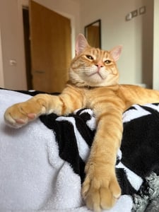 orange cat laying on soft blankets