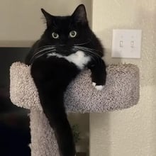 Orion to Scotland's pet