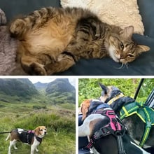 Luna, Bonnie,&nbsp;Athena, Sawyer, Dr Giggles Trip to Scotland's pet