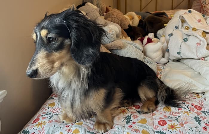 Saga, Rocco, & Ozzy's pet