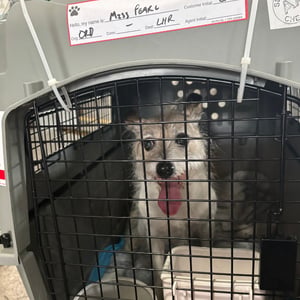 Dog inside of a pet travel kennel headed to London.