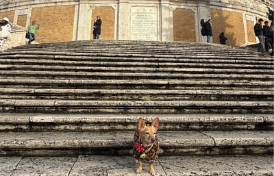 Penelope the dog standing in front of famous monument in Italy.