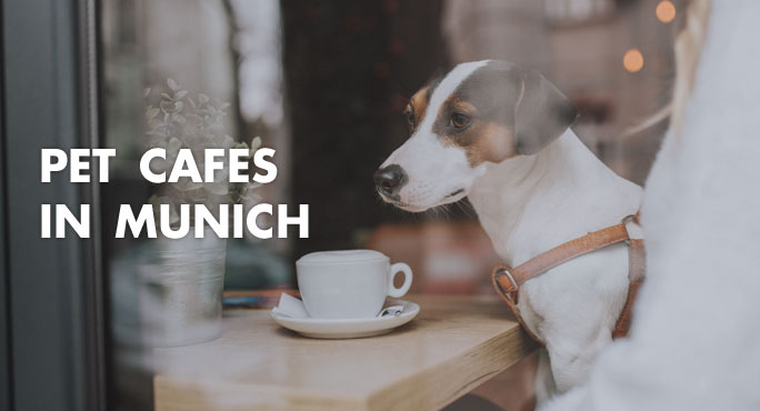 Dog sitting in a pet cafe in munich