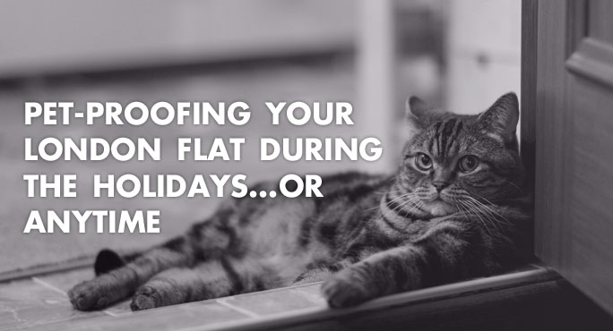 Beautiful cat lying on the floor of a pet-proofed apartment in London