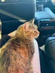 Pickles the tabby cat sitting on owner's lap in the car