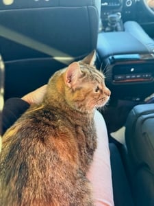 Pickles the tabby cat sitting on owner's lap in the car