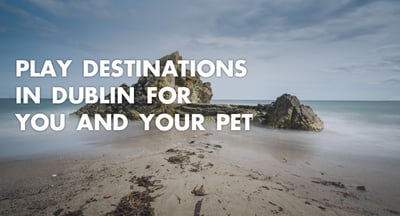 Killiney Hill in Dublin, a great play destinations for you and your pet