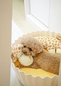 Brown poodle in dog bed with a stuffed giraffe