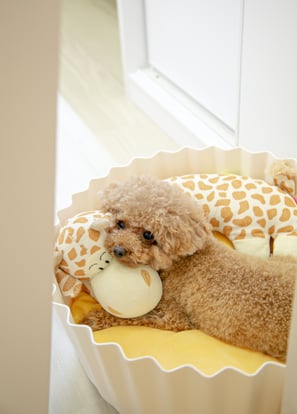 Poodle in dog bed with giraffe toy