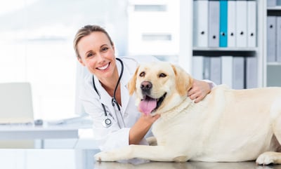 vet with yellow labrador