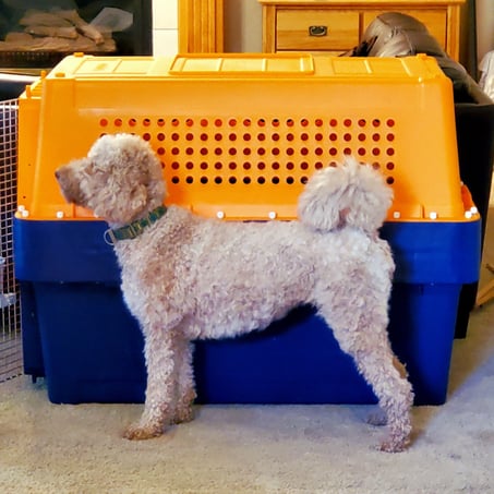 Proper Dog-Kennel Photo