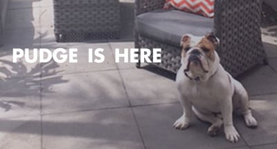 Pudge-Is-Here-Blog-Header (1).jpg
