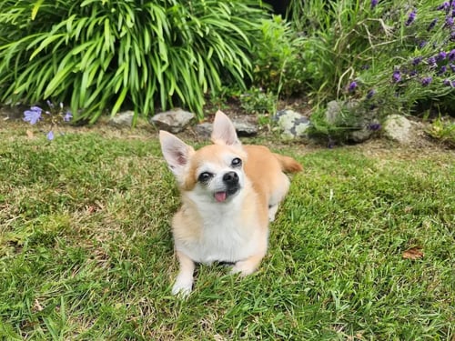 Puff the tan chihuahua laying in the grass