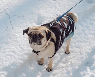 Pug wearing a sweater in the snow