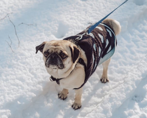 Pug in a sweater in the snow