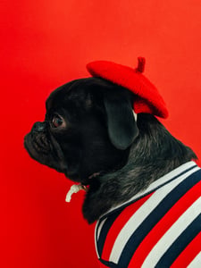 Pug wearing a red beret