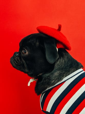 Pug wearing beret