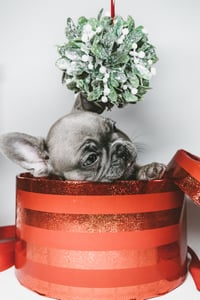 French bulldog puppy in a holiday box