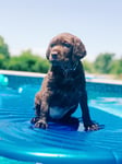 Puppy in a swimming pool