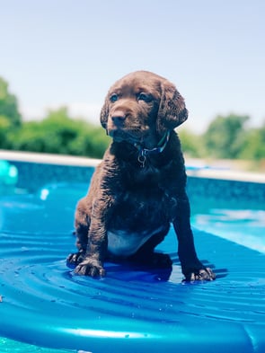Puppy in a swimming pool