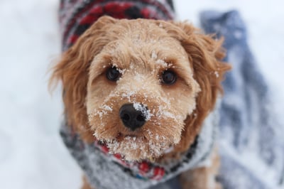 Red dog wearing a sweater in the snow