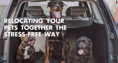 Relocating-Pets-Stress-Free-Way-Blog
