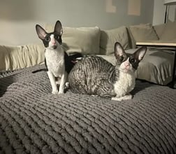 Stuart and Theodore to the UK's pet