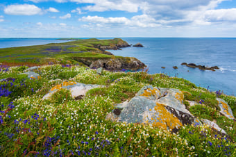 Saltee Island Great, Ireland