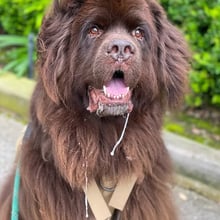 Newfie to Thailand's pet