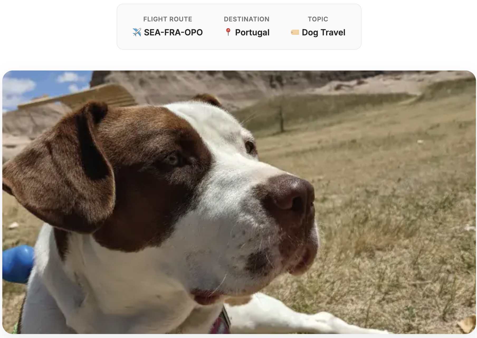 Dog that traveled from Seattle to Portugal.