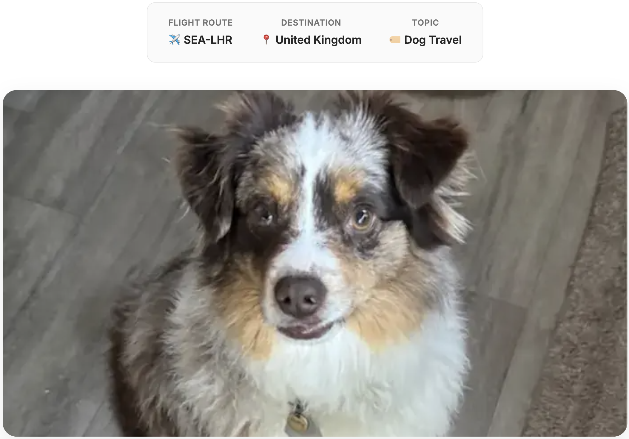 Dog that traveled from Seattle to London.