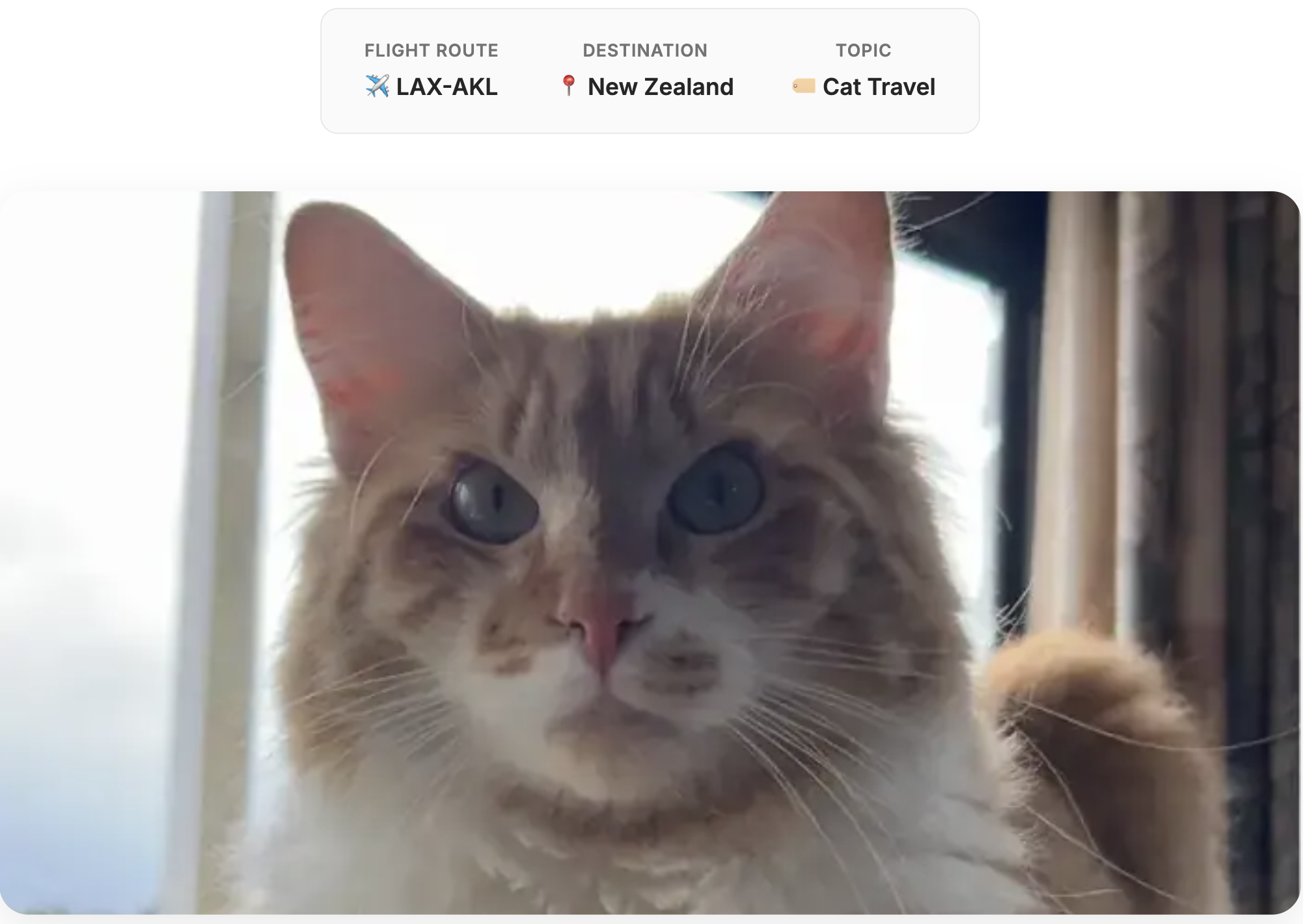 Cat that traveled from LA to New Zealand.