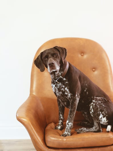 Senior pointer dog sitting on couch