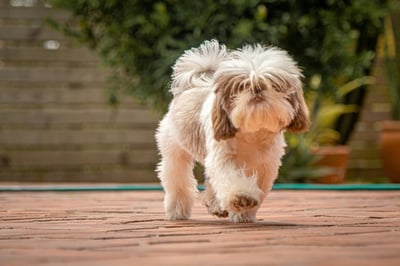 Shih Tzu Dog