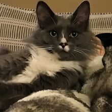 Smokey's Trip to Australia's pet