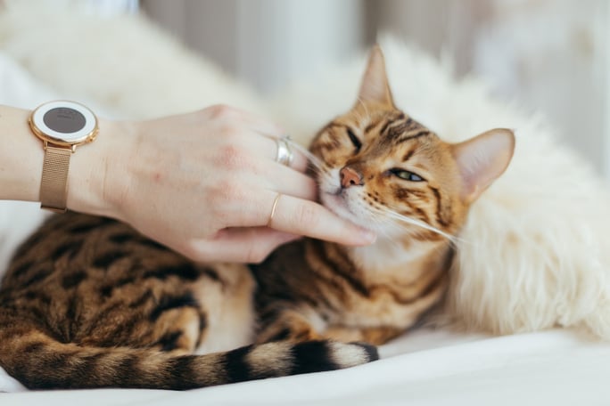 Someone petting a cat