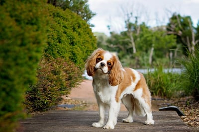 CDC pet import requirements. Spaniel dog standing outside