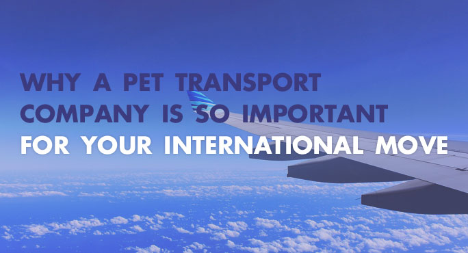 Why A Pet Transport Company is Important for an International Move