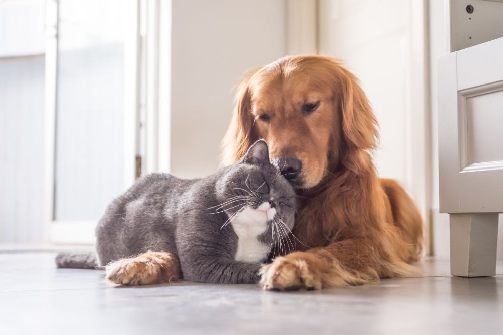 snuggling-dog-and-cat_156099814