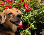 Taco the dog posing in front of red flowers