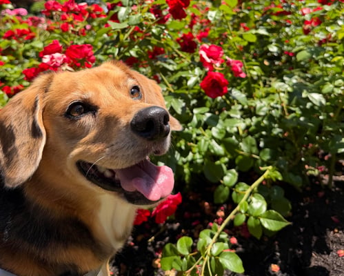 Taco the dog posing in front of red flowers