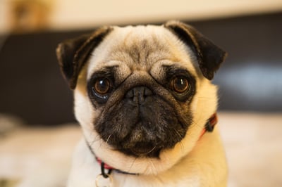 Tan pug closeup
