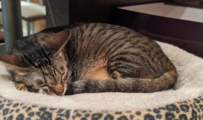 Tortoiseshell cat sleeping on a bed