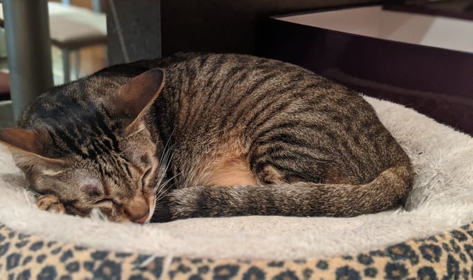 Tortoiseshell cat sleeping on a bed