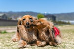 Two longhaired dachshunds giving kisses