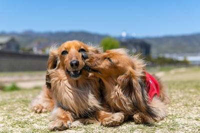 Two longhaired dachshunds giving kisses