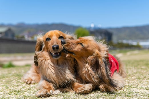 Two dachshunds kissing