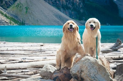 Two golden retrievers sitting by a lake